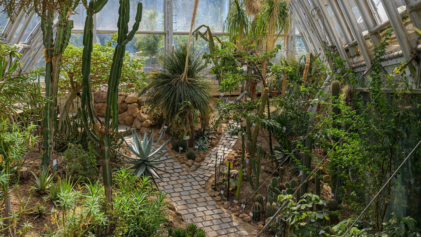 Succulent house filled with mature specimens