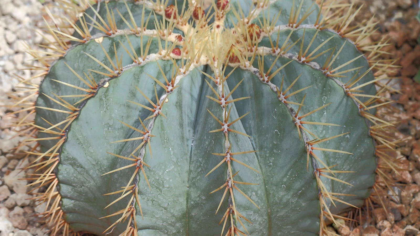Barrel cactus with pale spines in a botanical collection